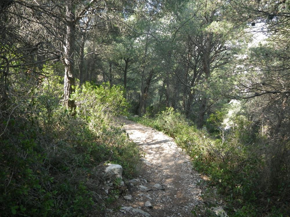 Bois de la Selle : le Bois de la Selle