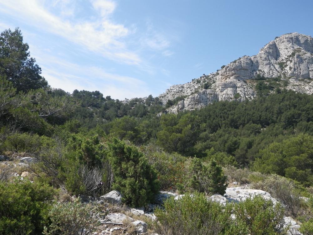 Col de la Selle : le Col de la Selle et son Bois vus du Nord