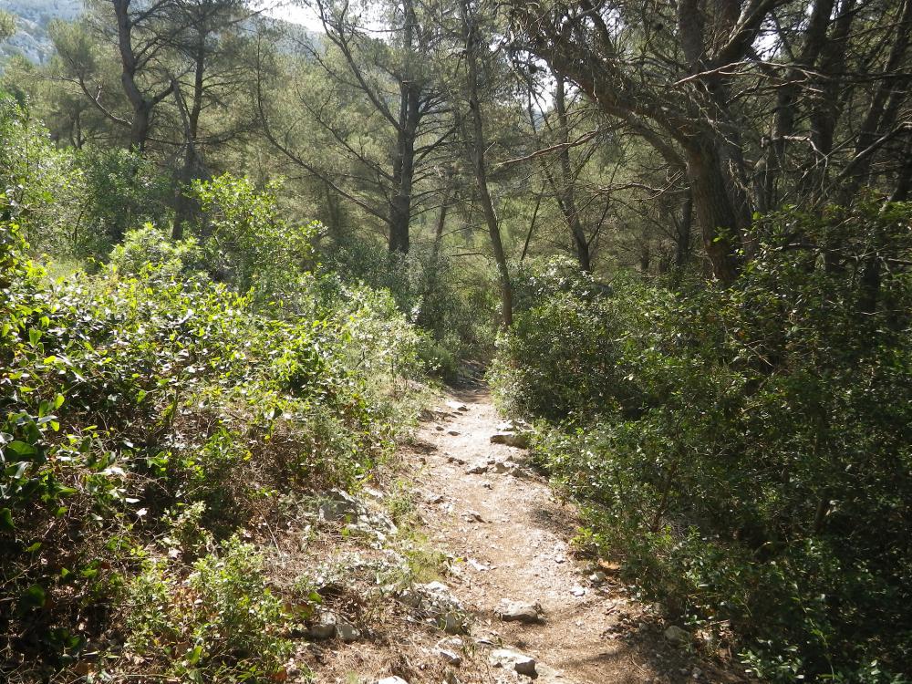 Bois de la Selle : le Bois de la Selle